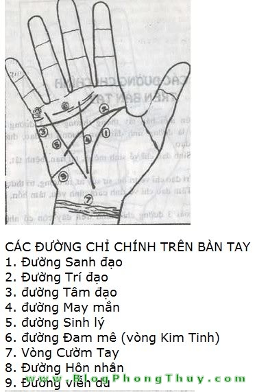 chitay Nghệ thuật xem tướng số bằng tay: Các đường chỉ tay