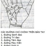 Xem tướng tay: Các đường chỉ tay